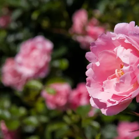 Wellness Homes 度假居 *